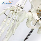 180cm Tall Human Anatomical Skeleton Educational Model Life Size VIC-101