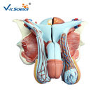 Medical Science Male Genital Organ 53cm Human Anatomical Model