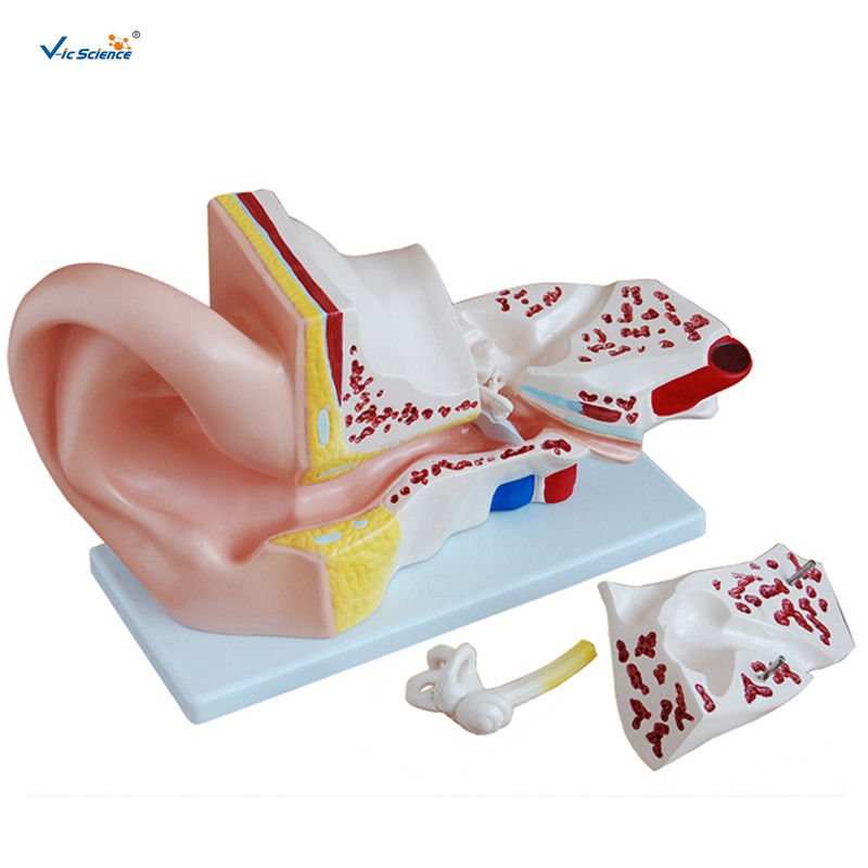 4 Pieces Anatomical Ear Model Anatomy Of The Ear Model Prepared For Five Times